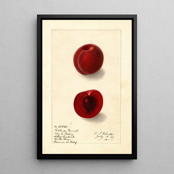 Prunus domestica Rutland Plumcot - Ellen Isham Schutt — quadro incorniciato alla parete