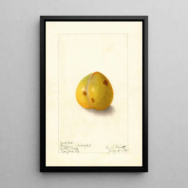 Prunus domestica Wickson - Ellen Isham Schutt — quadro incorniciato alla parete