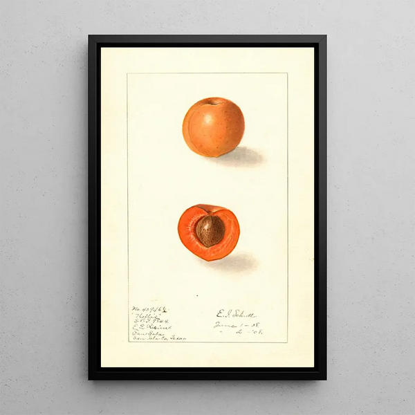Prunus mume Nellie - Ellen Isham Schutt — quadro incorniciato alla parete