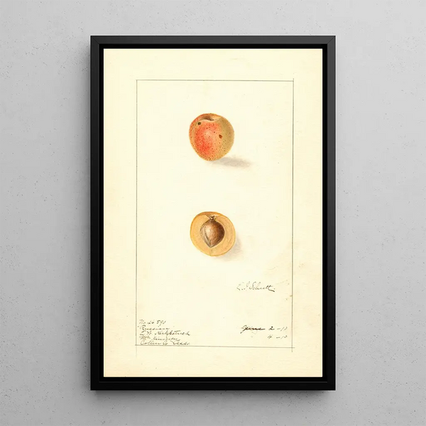 Prunus mume russo - Ellen Isham Schutt — quadro incorniciato alla parete