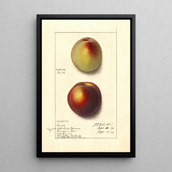 Prunus persica - Ellen Isham Schutt — quadro incorniciato alla parete
