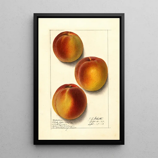 Prunus persica Elberta - Ellen Isham Schutt — quadro incorniciato alla parete