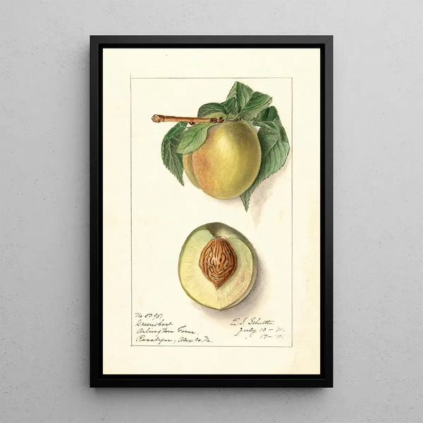 Prunus persica Greensboro - Ellen Isham Schutt — quadro incorniciato alla parete