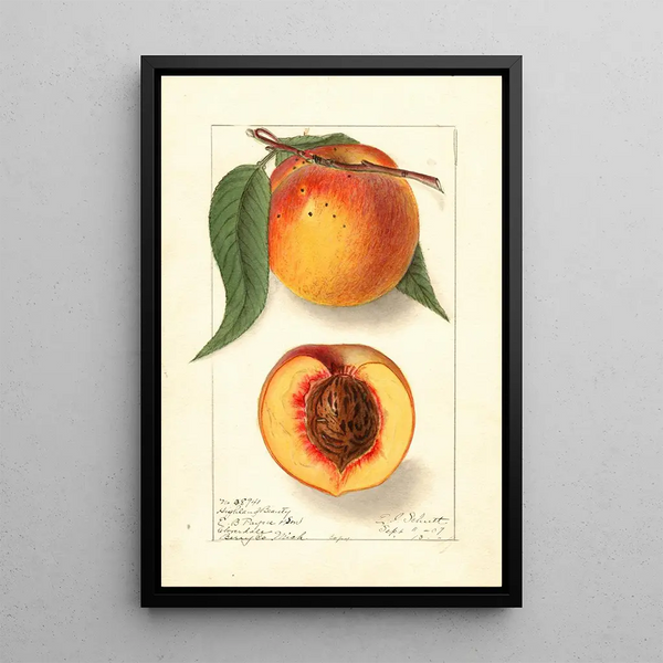 Prunus persica Highland Beauty - Ellen Isham Schutt — quadro incorniciato alla parete