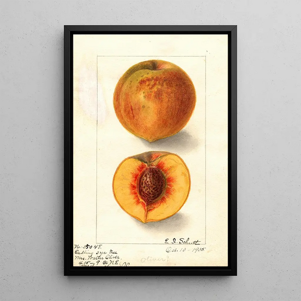 Prunus persica Oliver - Ellen Isham Schutt — quadro incorniciato alla parete