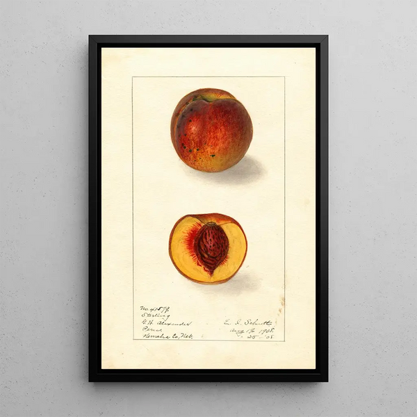 Prunus persica Sterling - Ellen Isham Schutt — quadro incorniciato alla parete