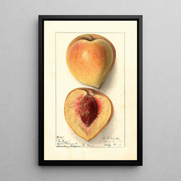 Prunus persica Texan - Ellen Isham Schutt — quadro incorniciato alla parete