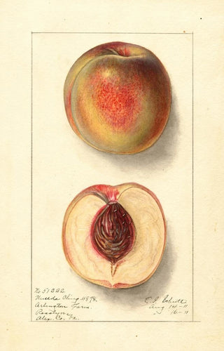 Ellen Isham Schutt - Prunus persica Uneeda Cling.webp