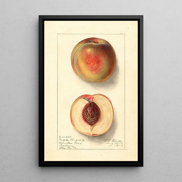 Prunus persica Uneeda Cling - Ellen Isham Schutt — quadro incorniciato alla parete