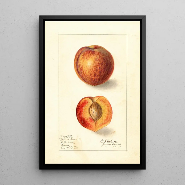 Prunus persica Yellow Swan - Ellen Isham Schutt — quadro incorniciato alla parete