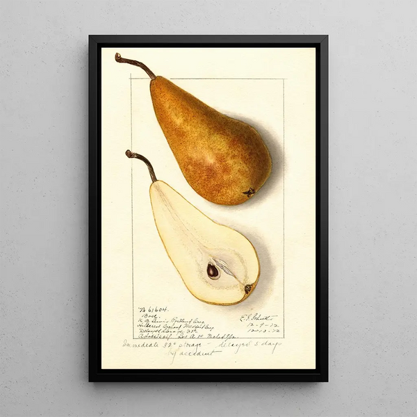 Pyrus communis Bosc - Ellen Isham Schutt — quadro incorniciato alla parete