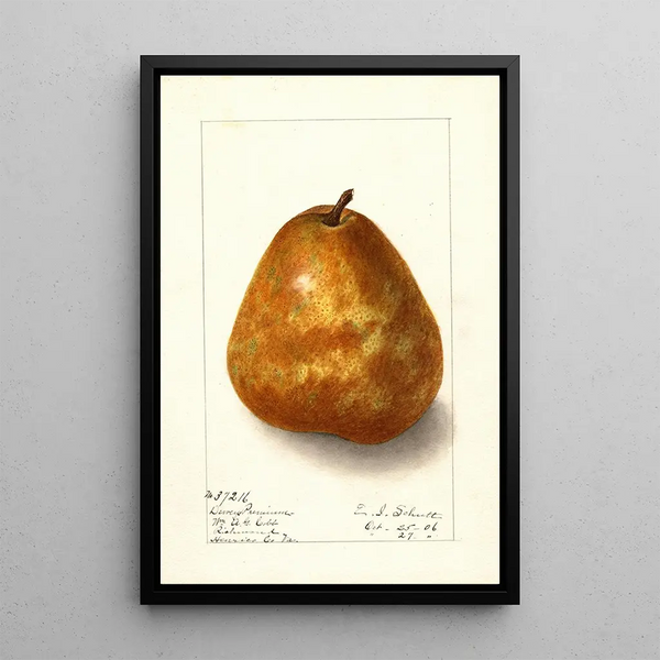 Pyrus communis Deweys Premium - Ellen Isham Schutt — quadro incorniciato alla parete
