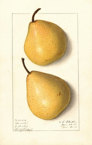 Ellen Isham Schutt - Pyrus communis Howell.webp