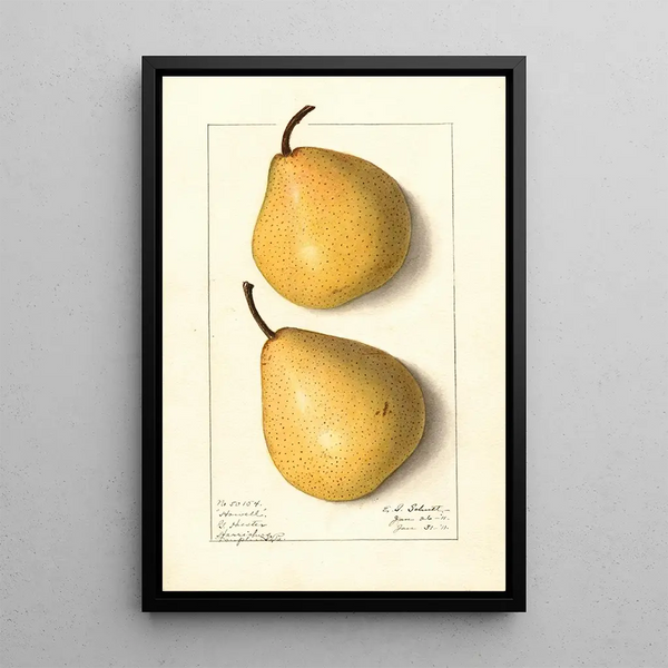 Pyrus communis Howell - Ellen Isham Schutt — quadro incorniciato alla parete