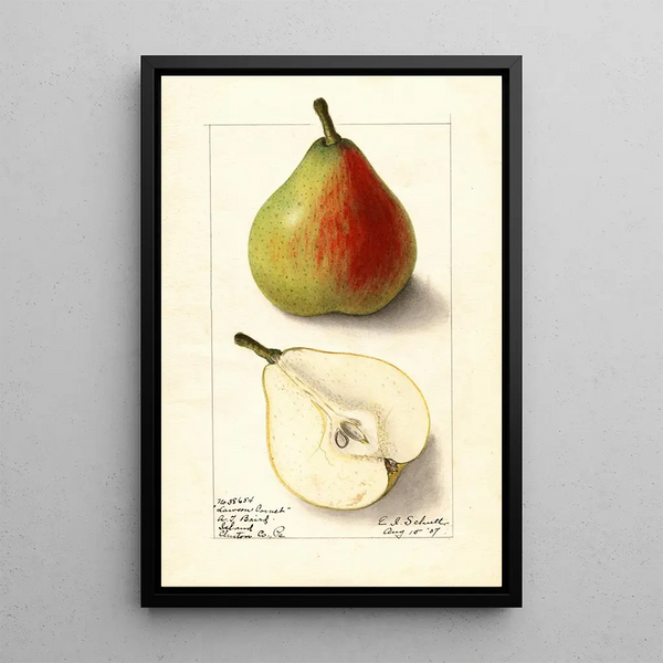 Pyrus communis Lawson Comet - Ellen Isham Schutt — quadro incorniciato alla parete