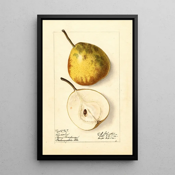 Pyrus communis Lincoln - Ellen Isham Schutt — quadro incorniciato alla parete