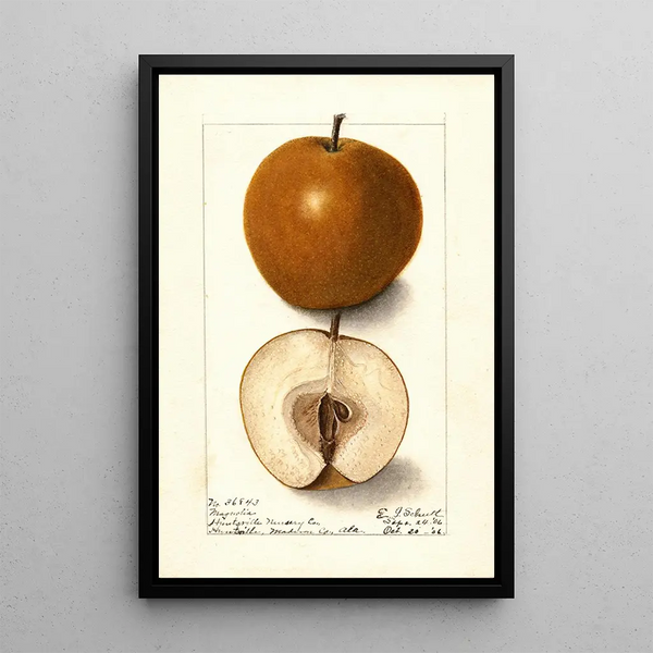 Pyrus communis Magnolia - Ellen Isham Schutt — quadro incorniciato alla parete
