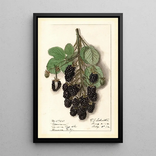 Ellen Isham Schutt - Rubus Agawam.webp