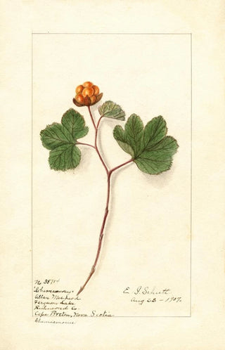 Ellen Isham Schutt - Rubus chamaemorus.webp