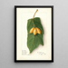 Vasconcellea quercifolia - Ellen Isham Schutt — quadro incorniciato alla parete