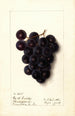 Vitis - Ellen Isham Schutt — vista dell’opera