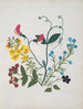Album di fiori in carta ritagliata pl. 01 - Ellen W. — vista dell’opera