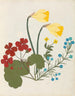 Album di fiori in carta ritagliata pl. 05 - Ellen W. — vista dell’opera