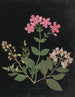 Album di fiori in carta ritagliata pl. 07 - Ellen W. — vista dell’opera
