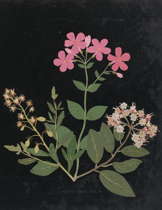 Ellen W - Album of cutpaper flowers Pl07.webp