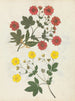 Album di fiori in carta ritagliata pl. 08 - Ellen W. — vista dell’opera