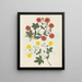 Album di fiori in carta ritagliata pl. 08 - Ellen W. — quadro incorniciato alla parete
