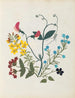 Album di fiori in carta ritagliata pl. 09 - Ellen W. — vista dell’opera