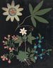 Album di fiori in carta ritagliata pl. 10 - Ellen W. — vista dell’opera