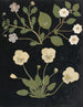 Album di fiori in carta ritagliata pl. 11 - Ellen W. — vista dell’opera