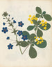Album di fiori in carta ritagliata pl. 12 - Ellen W. — vista dell’opera