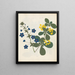 Album di fiori in carta ritagliata pl. 12 - Ellen W. — quadro incorniciato alla parete