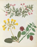 Album di fiori in carta ritagliata pl. 13 - Ellen W. — vista dell’opera