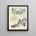Album di fiori in carta ritagliata pl. 13 - Ellen W. — quadro incorniciato alla parete