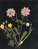 Album di fiori in carta ritagliata pl. 14 - Ellen W. — vista dell’opera