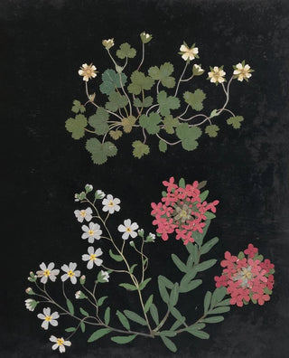 Ellen W - Album of cutpaper flowers Pl15.webp