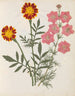 Album di fiori in carta ritagliata pl. 17 - Ellen W. — vista dell’opera