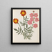 Album di fiori in carta ritagliata pl. 17 - Ellen W. — quadro incorniciato alla parete