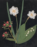 Album di fiori in carta ritagliata pl. 18 - Ellen W. — vista dell’opera
