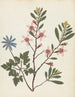 Album di fiori in carta ritagliata Pl20 - Ellen W. — vista dell’opera
