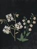 Album di fiori in carta ritagliata Pl21 - Ellen W. — vista dell’opera