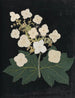 Album di fiori in carta ritagliata Pl22 - Ellen W. — vista dell’opera