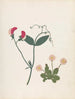 Album di fiori in carta ritagliata Pl23 - Ellen W. | W — vista dell’opera
