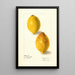 di Citrus limon - Elsie E. Lower — quadro incorniciato alla parete