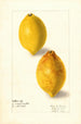 di Citrus limon - Elsie E. Lower — vista dell’opera