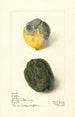 di Citrus limon Lisbona - Elsie E. Lower — vista dell’opera